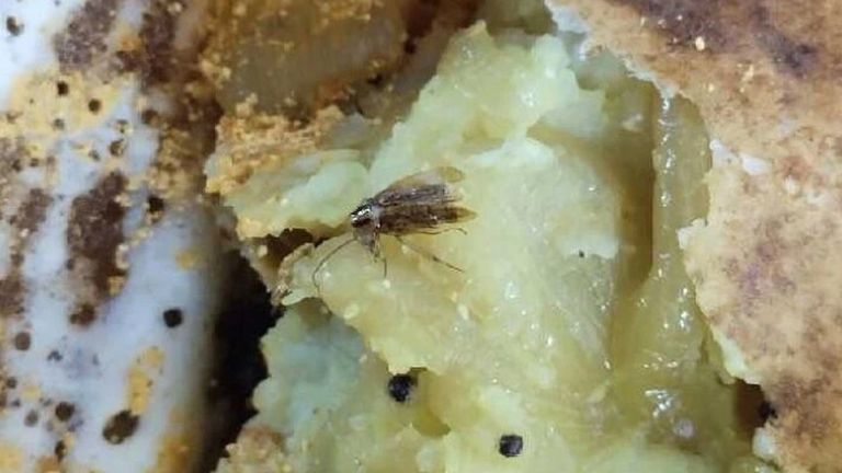 Cockroach Found in Dosa: దోశ తింటుండగా ప్రత్యక్షమైన బొద్దింక.. కంగుతిన్న కస్టమర్.. హైదరాబాద్ స్వాతి టిఫిన్స్‌ లో ఘటన