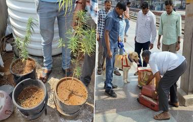 Man Grows Ganja Plants in Pots: మేడపైన కుండీల్లో గంజాయి మొక్కలు పెంచుతున్న వ్యక్తి అరెస్ట్.. వరంగల్ లో ఘటన (వీడియోతో)