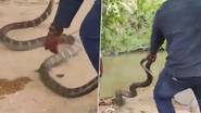 12 Feet Snake: అనకాపల్లి జిల్లా మాడుగుల శివారులో 12 అడుగుల భారీ గిరినాగు హల్‌ చల్.. చాకచక్యంగా పట్టుకుని బంధించిన స్నేక్ క్యాచర్ (వీడియో వైరల్)