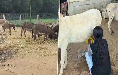 Donkey Farm Scam: తెలుగు రాష్ట్రాల్లో గాడిదల ఫామ్ స్కామ్‌, ఆధిక లాభం పొంద‌వ‌చ్చంటూ యూట్యూబ్‌లో ప్రచారం.. ఆ తర్వాత మోసం..వీడియో ఇదిగో