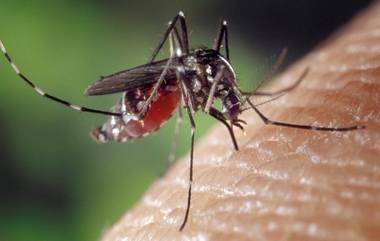 Mosquito-Borne Disease: ఢిల్లీలో పెరుగుతున్న చికున్‌గున్యా, మలేరియా కేసులు, గత 5 ఏళ్లలో రికార్డు స్థాయిలో కేసులు నమోదు