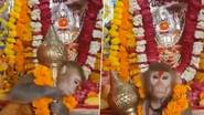 Monkey with Mace: హనుమాన్ ఆలయంలో గద పట్టుకుని భక్తులకు దర్శనమిచ్చిన వానరం (వీడియో)