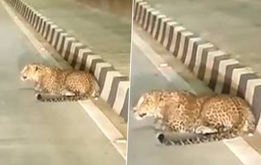 Leopard on Flyover: ప్లై ఓవర్‌పై చిరుత పులి.. హడలిపోయిన వాహనదారులు.. ఆదిలాబాద్ లో ఘటన (వీడియో)