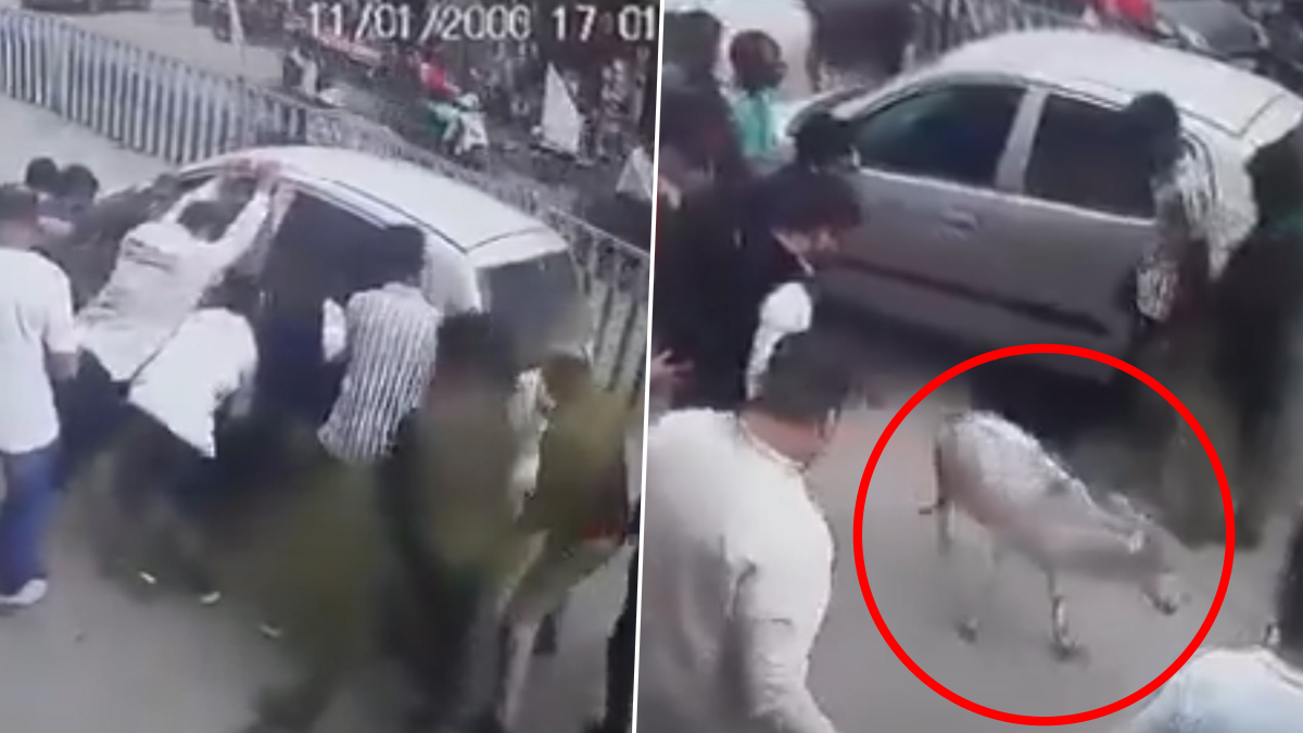 Viral Video: షాకింగ్ వీడియో ఇదిగో, కారు కింద చిక్కుకున్న ఆవుదూడ, వాహనాన్ని  కదలకుండా రౌండప్ చేసిన ఆవులు, చివరకు ఏమైందంటే.. | 👍 LatestLY తెలుగు