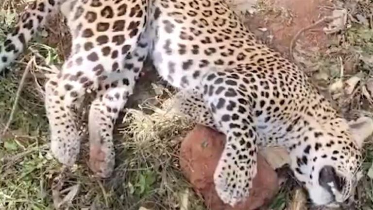 Leopard Dies in Metlapalli: రైతు ఏర్పాటు చేసిన ఉచ్చులో చిక్కుకుని చిరుత పులి మృతి, గన్నవరం మండలం మెట్లపల్లిలో విషాదకర ఘటన