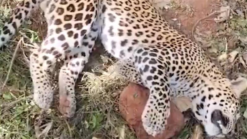 Leopard Dies in Metlapalli: రైతు ఏర్పాటు చేసిన ఉచ్చులో చిక్కుకుని చిరుత పులి మృతి, గన్నవరం మండలం మెట్లపల్లిలో విషాదకర ఘటన