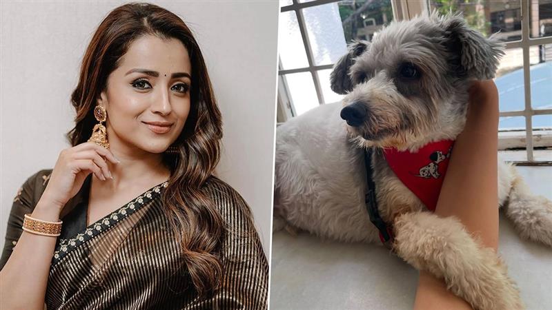 Trisha Emotional Post: నా కొడుకు చ‌నిపోయాడు! న‌టి త్రిష ఎమోష‌న‌ల్ పోస్ట్, ఇన్ స్టాగ్రామ్ లో వైర‌ల్ అవుతున్న పోస్ట్ ఇదుగో..