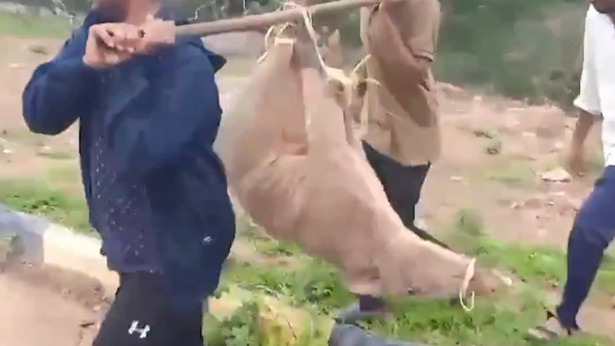 Mohan Babu's Staff Hunted Wild Boar: వీడియో ఇదిగో, అడవి పందిని వేటాడి చంపిన మోహన్ బాబు మేనేజర్