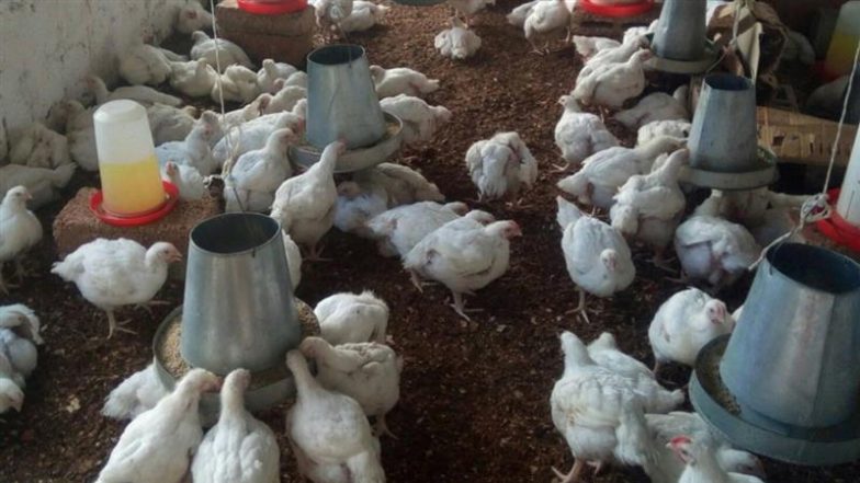 Bird Flu in US: అమెరికాలో పక్షుల నుంచి మనిషికి సోకిన బర్డ్‌ఫ్లూ వైరస్, కాలిఫోర్నియాలో ఏకంగా 34 మందికి H5N1 వైరస్, రాష్ట్రంలో ఎమర్జెన్సీ విధిస్తున్నట్లు ప్రకటించిన గవర్నర్