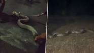 Burmese Python Video: 17 అడుగుల పొడవైన బర్మీస్ కొండచిలువ వీడియో ఇదిగో, బరువు 100 అడుగులపైనే.. యూనివర్సిటీ క్యాంపస్‌లోకి రావడంతో..