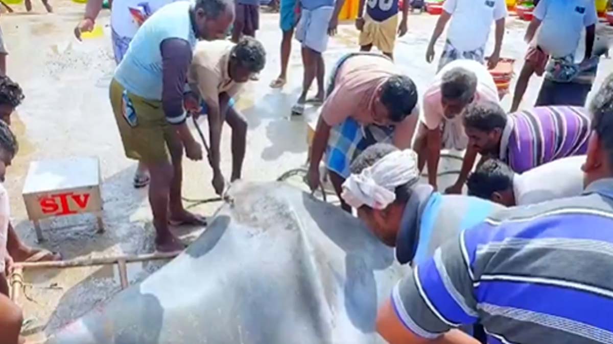 Tamil Nadu: వామ్మో.. 350 కిలోల భారీ చేపను చూశారా.. తమిళనాడు జాలర్ల వలలో చిక్కిన భారీ చేప..వైరల్ వీడియో