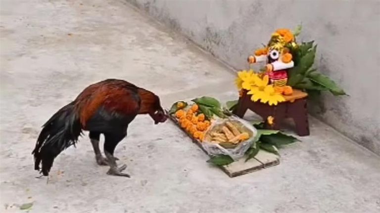 Hen Bows Down Lord Jagannath: జగన్నాథ నమోన్నమః..  జగన్నాథుడి విగ్రహం ముందు వంగి ప్రార్థించిన కోడి.. వీడియో వైరల్‌