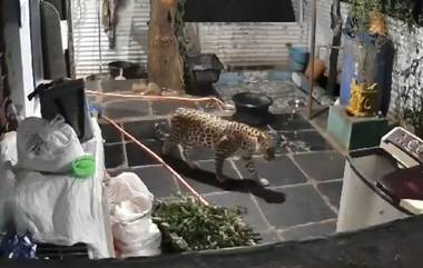 Leopard In Srishailam: శ్రీశైలంలో చిరుత పులి కలకలం.. పాతాళ గంగ మెట్ల దారిలో కనిపించిన మృగం (వీడియో)