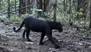 Black Panther Spotted in Odisha: ఒడిశా అడవుల్లో అరుదైన నల్ల చిరుత కనువిందు.. కూనతో కలిసి హల్ చల్ (వీడియో)