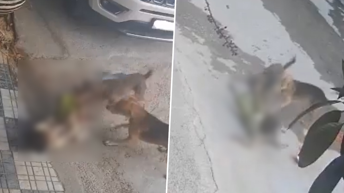 Dog Attack in Hyderabad: వీడియో ఇదిగో, 6 ఏళ్ల బాలికపై వీధి కుక్కల దాడి, చిన్నారి కాలు పట్టుకుని రోడ్డు మీద లాగి మరీ అటాక్.. తీవ్ర గాయాలు