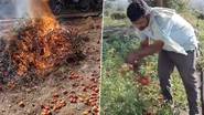 Farmers Destroy Tomato Crop: టమాట పంటకు నిప్పు పెట్టిన రైతులు..ధర లేకపోవడంతో తగలబెట్టిన రైతులు, మెదక్ జిల్లా శివంపేట మండలంలో ఘటన..వీడియో ఇదిగో