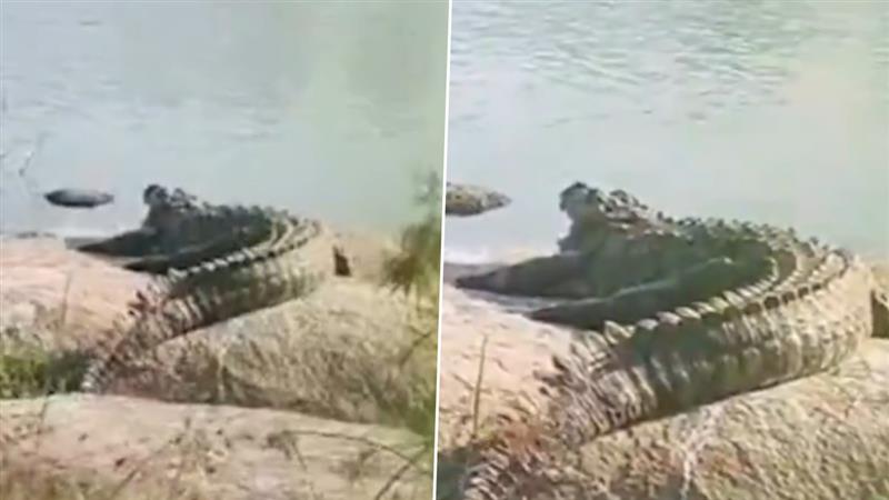 Crocodiles In Manjeera River: మంజీరా నదిలో మొసళ్ల కలకలం.. బండరాయిపై సేద తీరిన మొసలి, ఫారెస్ట్ అధికారులకు సమాచారం అందించిన మత్స్యకారులు