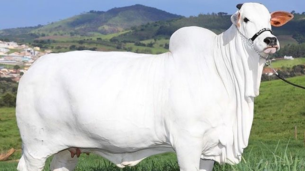 Nellore Cow Sold for Rs 40 Crore: రూ. 40 కోట్లకు అమ్ముడుపోయిన నెల్లూరు ఆవు, అత్యధిక ధర పలికిన ఆవుగా గిన్నిస్‌ బుక్‌లో రికార్డు నెలకొల్పిన వియాటినా-19