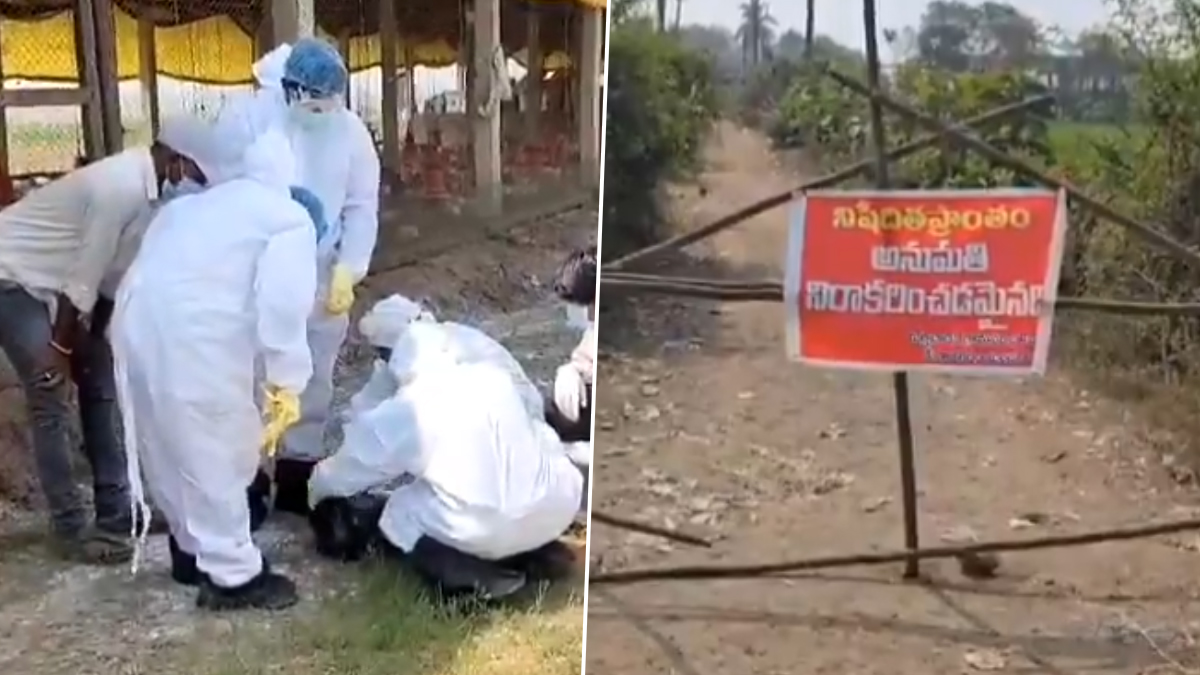 Bird Flu in Andhra Pradesh: వీడియో ఇదిగో, ఉడికించిన చికెన్‌, గుడ్లు తింటే ప్ర‌మాదం లేదని తెలిపిన మంత్రి అచ్చెన్నాయుడు, ఏపీలో భారీగా పడిపోయిన చికెన్ ధ‌ర‌లు