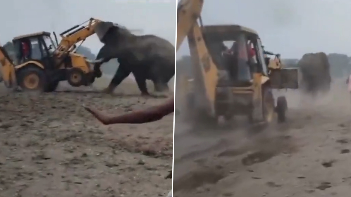 Elephant vs JCB: ఏనుగుతో ఎవరైనా పోట్లాడాలనుకుంటే ముందుగా ఈ వీడియో చూడండి, జేసీబీని అమాంతం ఎత్తి పడేసిన గజరాజు