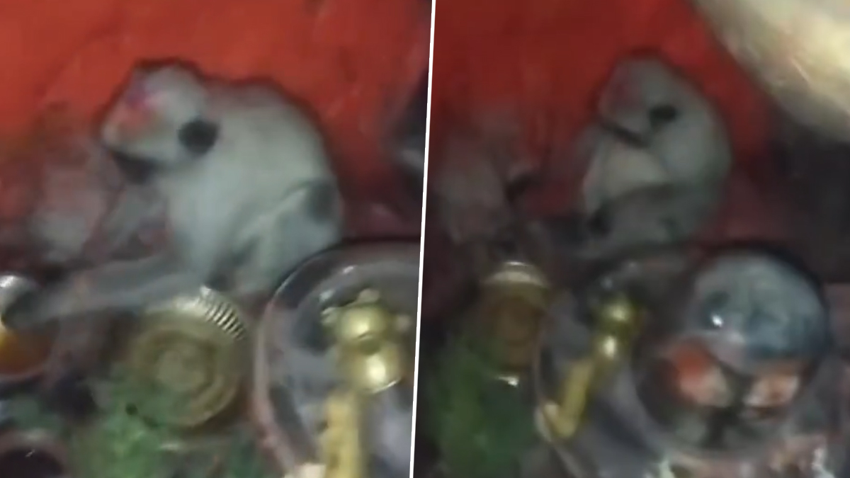 Baboon At Hanuman Temple: ఆంజనేయ స్వామి ఆలయంలో కొండముచ్చు.. హనుమంతుడి విగ్రహం పాదాల వద్ద కూర్చొన్న వైనం.. ఎక్కడంటే? (వీడియో)