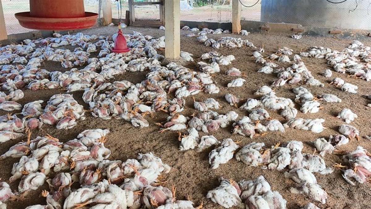 Bird Flu Effect: బర్డ్ ఫ్లూ ఎఫెక్ట్... 24 గంటల్లో 10వేల కోళ్లు మృతి, ఆంధ్రప్రదేశ్ నుండి తెలంగాణకు కోళ్లు రాకుండా పోలీసులు ముమ్మర తనిఖీలు,కొద్ది రోజులు చికెన్ తినవద్దని అధికారుల సూచన