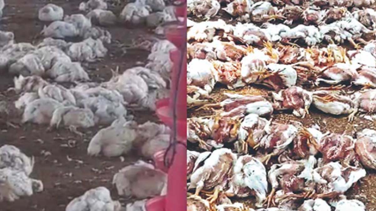 Bird Flu Outbreak In Wanaparthy: బర్డ్‌ ఫ్లూ ఎఫెక్ట్.. వనపర్తి జిల్లాలో వేల సంఖ్యలో కోళ్లు మృతి, చికెన్ షాపులను మూసివేయాలని జిల్లా కలెక్టర్ ఆదేశం