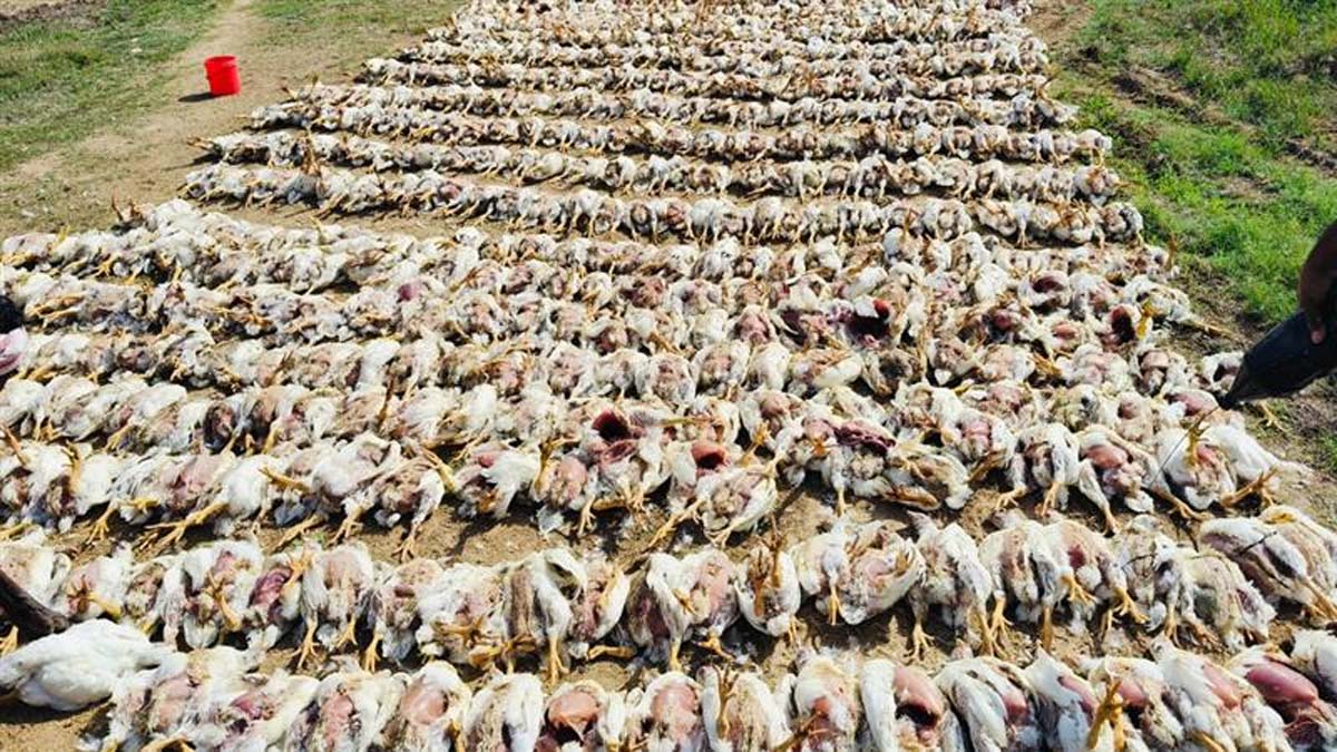 Bird Flu Scare In Nalgonda: నల్గొండలో బర్డ్ ఫ్లూ కలకలం.. 7 వేల కోళ్లు మృతి, జేసీబీ సాయంతో పూడ్చిపెట్టిన యజమాని