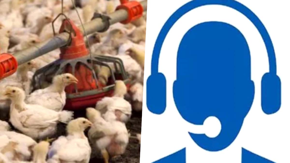 Bird Flu Call Center: ఏపీలో బర్డ్ ఫ్లూ వైరస్ కేసులు.. కాల్ సెంటర్ ఏర్పాటు చేసిన ప్రభుత్వం, చికెన్ తినోద్దని ప్రజలకు విజ్ఞప్తి