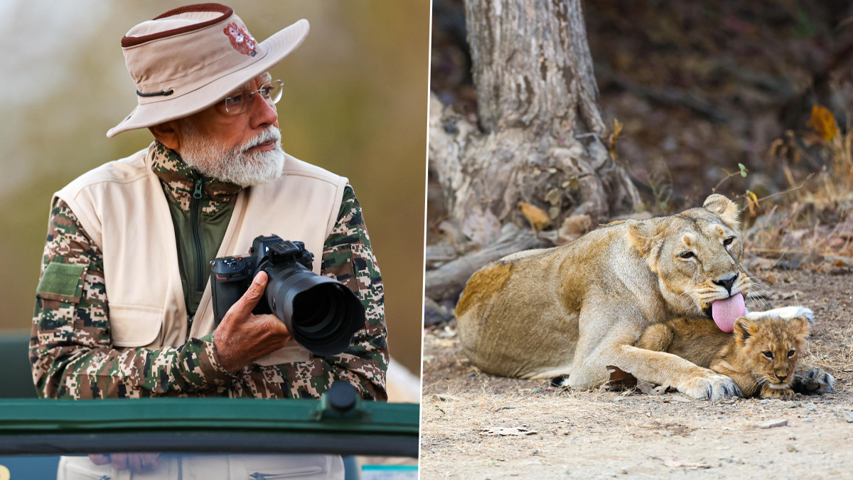 World Wildlife Day 2025: కెమెరా చేతపట్టి సింహాలను ఫొటోలు తీసిన ప్రధాని మోదీ, లయన్‌ సఫారీలో గిర్‌ వన్యప్రాణుల అభయారణ్యంలో సందడి చేసిన భారత ప్రధాని, ఫోటోలు ఇవిగో..