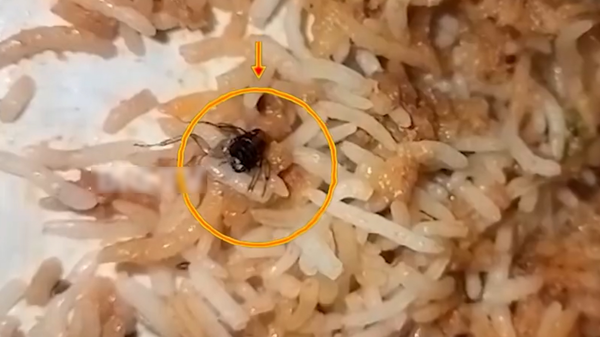 Cockroach Found In Biryani: బిర్యానీలో బొద్దింక.. జగిత్యాల జిల్లా కోరుట్ల పట్టణంలో ఘటన (వీడియో)