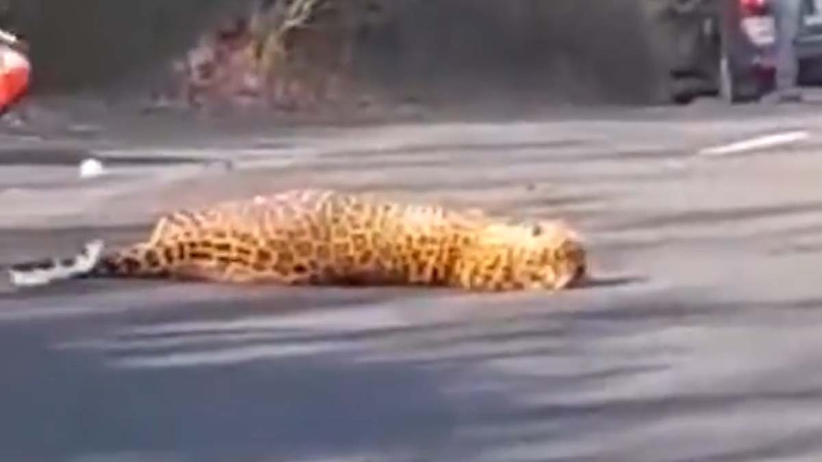 Biker Hits Leopard: రోడ్డు దాటుతున్న చిరుతను ఢీకొట్టిన బైకర్‌.. గాయపడ్డ చిరుత, కాసేపటి తర్వాత చెట్ల పొదల్లోకి వెళ్లగా వైరల్‌గా మారిన వీడియో