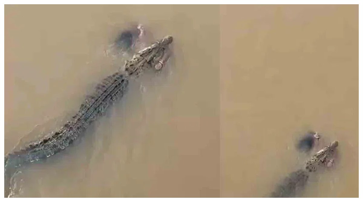 Crocodile Drags Woman Into River: వీడియో ఇదిగో, నదిలో బట్టలు ఉతుక్కుంటున్న మహిళను లాక్కెళ్లిన మొసలి, ఎంత భయంకరంగా ఉందంటే..