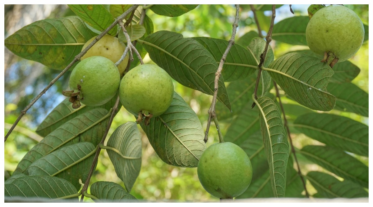 Guava Leaves Benefits: జామ ఆకులతో మీ ఆరోగ్యం ఎంతో సురక్షింతగా ఉంటుంది.. దగ్గు, జలుబు, శ్లేష్మం, శ్వాసకోశ, ఊపిరితిత్తులు, ఇమ్యూనిటీకి అన్నింటిని మీ శరీరం నుండి తరిమేస్తుంది..