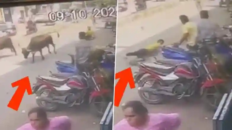 Cow Capture Gone Wrong in Vadodara: వీడియో ఇదిగో, ఆవును పట్టుకునేందుకు ప్రయత్నించిన యువకుడు, అర కిలో మీటర్ దూరం లాక్కెళ్లిన గోమాత, బాధితుడికి తీవ్రగాయాలు