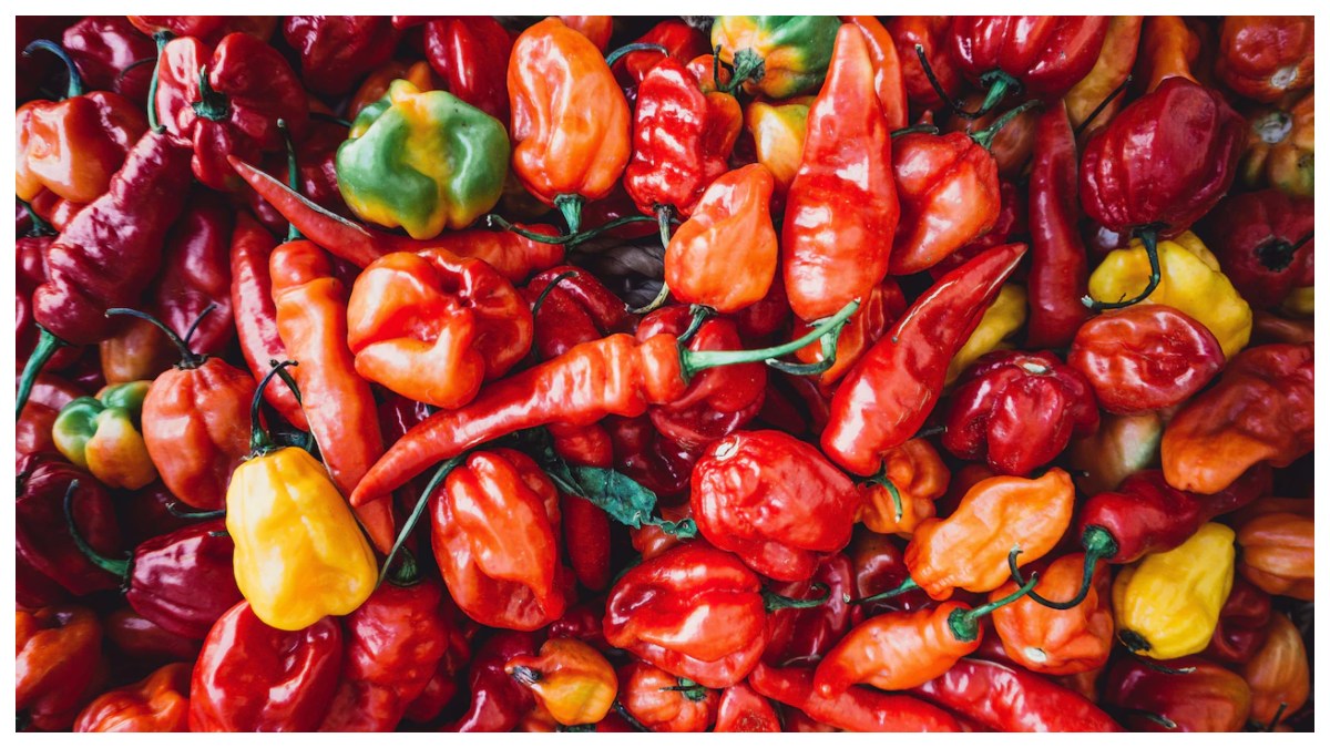 Bhut Jolokia: పది లక్షల స్కోవిల్ ఘాటు.. ప్రపంచాన్ని వణికించిన భారత మిరపకాయ ఇదే.. గిన్నిస్ రికార్డ్ సాధించిన భుట్ జోలోకియా..
