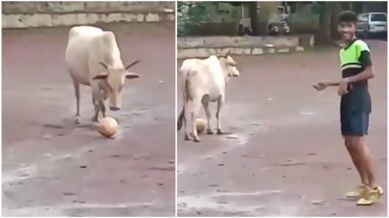 Soccer Cow: ప్లేయర్ ఆఫ్ ద మ్యాచ్ - ఆవు! రెండు కాళ్లు ఉన్న మనుషులే ఫుట్ ...