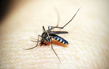 Mosquito Disease Protection Policy: దోమ కుట్టిందా, అయితే మీకు రూ. 10 వేల ఇన్సూరెన్స్, ఏడాదికి కేవలం రూ.99 చెల్లిస్తే చాలు, 40 లక్షల మందికి అందించనున్న ఎయిర్‌టెల్ పేమెంట్ బ్యాంకు, హెచ్‌డిఎఫ్2సి ఎర్గో