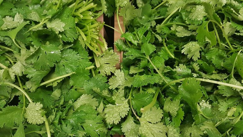 Coriander Price Hike: ఉల్లిగడ్డతో పోటీకి కొత్తిమీర సై, అమాతంగా పెరిగిన ధర, 2రూపాయిల నుంచి 17 రూపాయిలకు చేరిక, నవంబర్ నెలలో ఇంకా పెరిగే అవకాశం Coriander Price Hike: ఉల్లిగడ్డతో పోటీకి కొత్తిమీర సై, అమాతంగా పెరిగిన ధర, 2రూపాయిల నుంచి 17 రూపాయిలకు చేరిక, నవంబర్ నెలలో ఇంకా పెరిగే అవకాశం