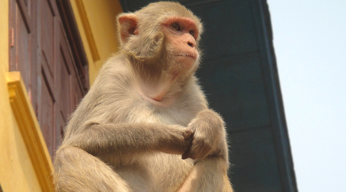 telugu.latestly.com