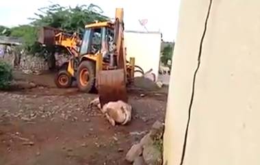 Man Kills Bull With JCB: ఎద్దును అత్యంత క్రూరంగా జేసీబీతో తొక్కించి చంపిన దుండగుడు, వైరల్ అవుతున్న వీడియో, నిందితుల కోసం గాలింపు