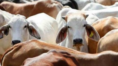 Cattle Death In Karnataka: 20 గోమాతలను అరటిపండులో విషం పెట్టి చంపేశారు, కర్ణాటలో అమానుష ఘటన, కేసు నమోదు చేసి దర్యాప్తు చేస్తున్న పోలీసులు