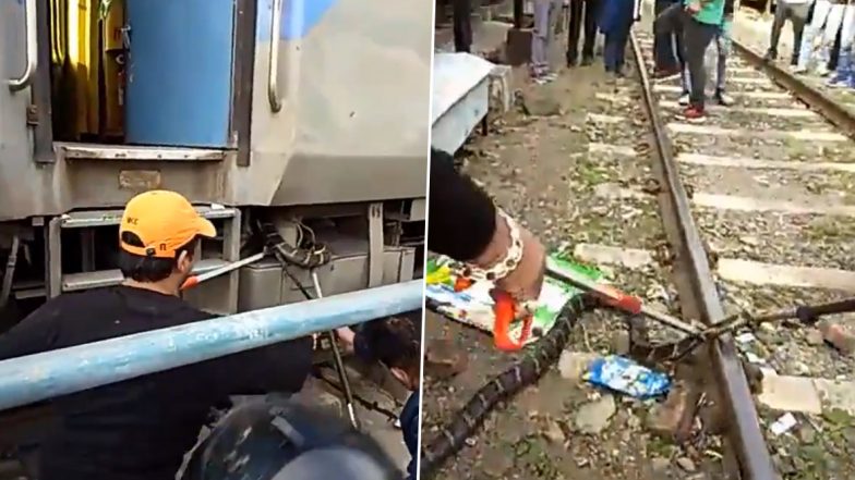 King Cobra Rescued: రైల్లో 10 అడుగుల కింగ్ కోబ్రా, కరిస్తే నిమిషాల్లో ప్రాణాలు అవుట్, పట్టుకుని అడవిలో వదిలేసిన రెస్య్కూ టీం, ఊపిరి పీల్చుకున్న ప్రయాణికులు King Cobra Rescued: రైల్లో 10 అడుగుల కింగ్ కోబ్రా, కరిస్తే నిమిషాల్లో ప్రాణాలు అవుట్, పట్టుకుని అడవిలో వదిలేసిన రెస్య్కూ టీం, ఊపిరి పీల్చుకున్న ప్రయాణికులు