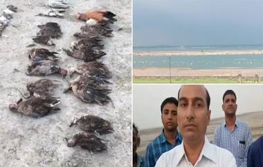 Mysterious Death Of Migratory Birds: వలస పక్షుల మృత్యు ఘోష, సాంబార్ సరస్సులో 5 వేల పక్షులు మృతి, చెల్లా చెదురుగా పక్షుల కళేబరాలు, పర్యావరణానికి ప్రమాదం తప్పదా ?