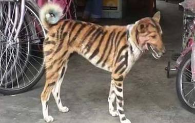 Dog Turns Into A Tiger: పులిలా మారిన కుక్క, పరారవుతున్న కోతులు, ఇదంతా తోటను రక్షించుకోవడానికే అంటున్న కర్ణాటక రైతు, ఆయన బాటలో పయనిస్తున్న మరికొందరు రైతులు