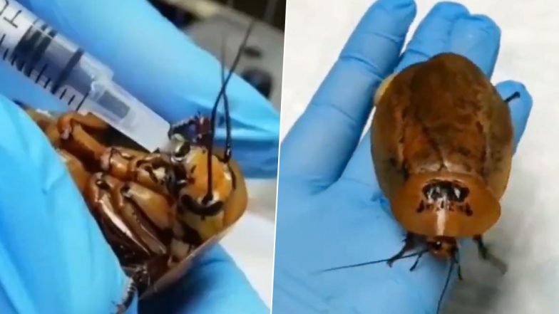 Cockroach Pregnancy: బొద్దింకకు పురిటినొప్పులు, ఎంతో శ్రమకోర్చి సీజేరియన్ డెలివరీ చేసిన డాక్టర్లు, తల్లీ బిడ్డా క్షేమం, రష్యాలో ఘటన, వినడానికి వింతగా ఉన్న జంతువులపై ప్రేమను చూడాల్సిందే..