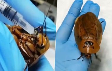 Cockroach Pregnancy: బొద్దింకకు పురిటినొప్పులు, ఎంతో శ్రమకోర్చి సీజేరియన్ డెలివరీ చేసిన డాక్టర్లు, తల్లీ బిడ్డా క్షేమం, రష్యాలో ఘటన, వినడానికి వింతగా ఉన్న జంతువులపై ప్రేమను చూడాల్సిందే..