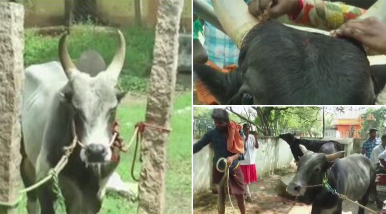 Jallikattu in TN: హింసాత్మంగా మారిన జల్లికట్టు, 48 మందికి గాయాలయ్యాయని తెలిపిన ఆరోగ్య శాఖ అధికారులు