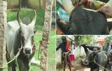 Jallikattu in Tamil Nadu: జల్లికట్టుకు సై అన్న స్టాలిన్ సర్కారు, నిర్వహణపై పలు మార్గదర్శకాలను విడుదల చేసిన తమిళనాడు ప్రభుత్వం, పోటీల్లో పాల్గొనేందుకు కేవలం 300 మందికి మాత్రమే అనుమతి