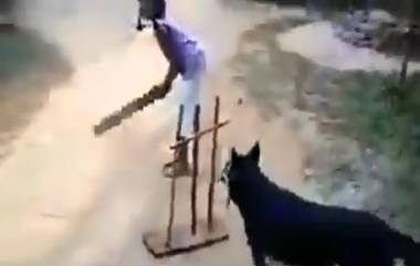 Dog Plays Cricket: కుక్క వికెట్ కీపింగ్ అదుర్స్. ధోని పెంపుడు కుక్కలానే ఉందంటున్న నెటిజన్లు, వైరల్ అవుతోన్న ప్రముఖ నటి సిమి గరేవాల్ ట్విట్టర్ షేర్ వీడియో